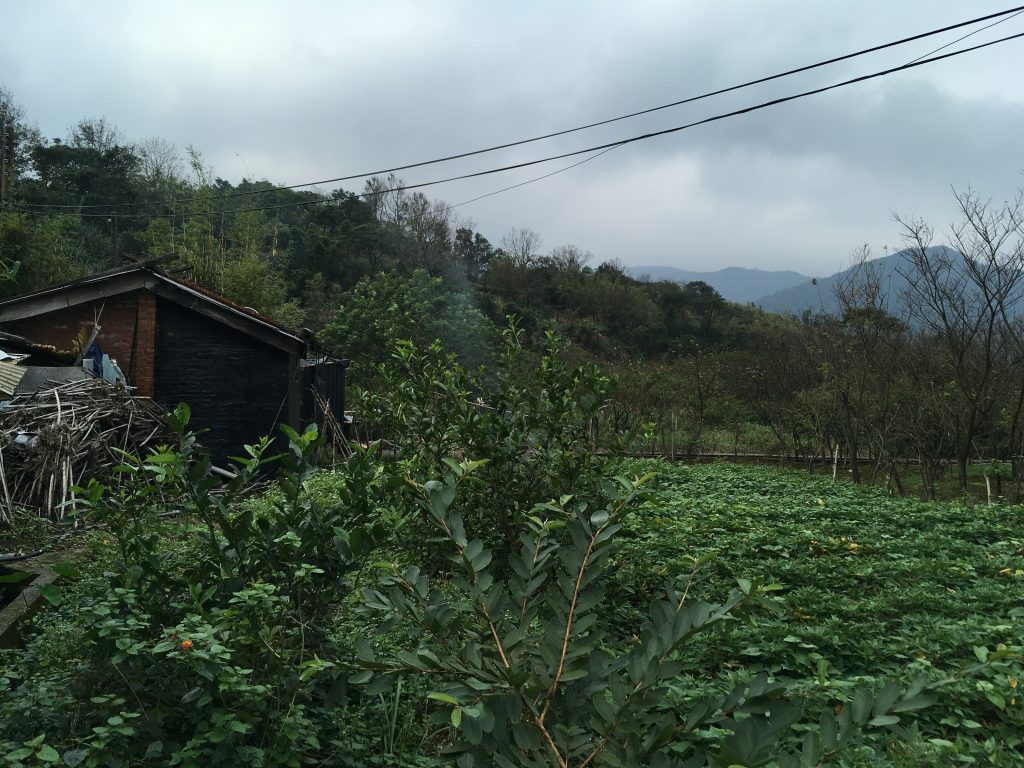 台湾八煙にある木々に囲まれた地域の写真